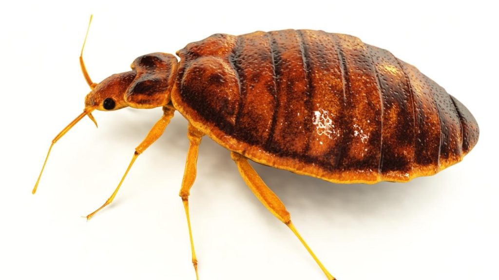 Avoiding Bed Bugs When Traveling 1
