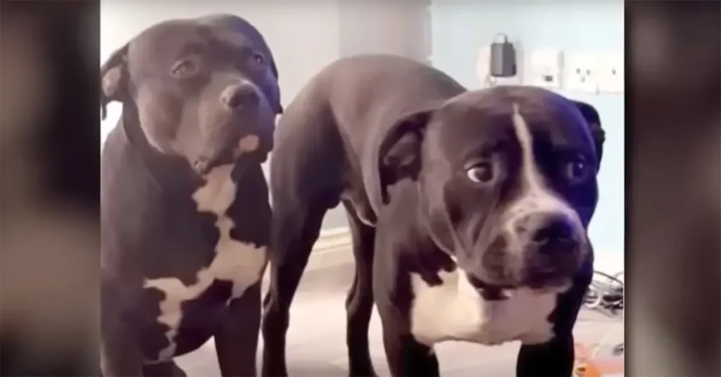 marshall millions dogs 1684507404961